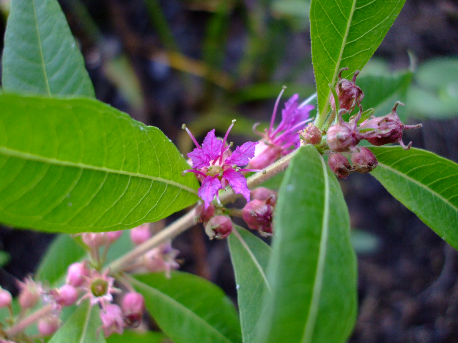 Decodon verticillatus